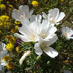 clarkia amoena